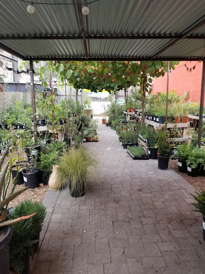 Artemisia Nursery, Los Angeles