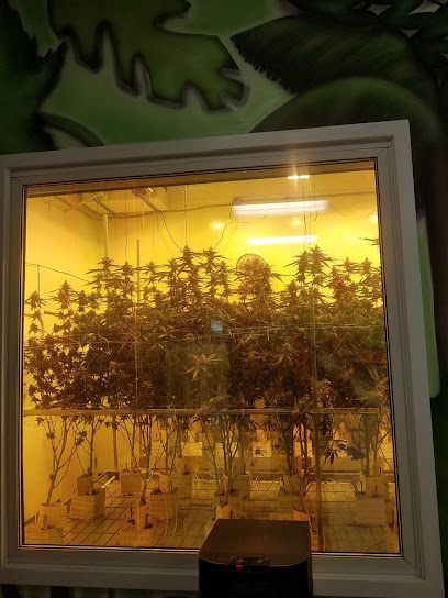 Traditional DTLA - Cannabis Dispensary