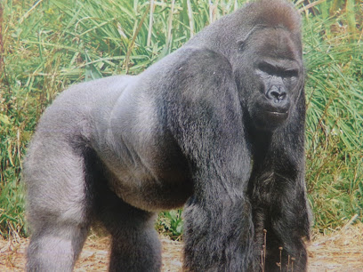 King Show Movies of Hollywood